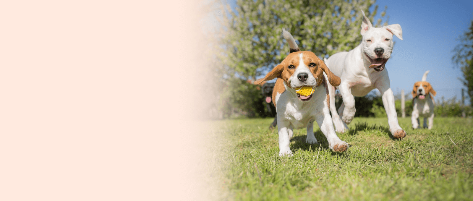 ASAP Vet VETERINARY URGENT CARE